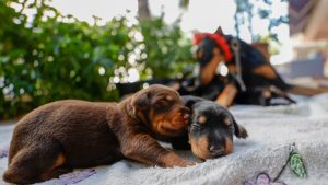 los sueños de los perros
