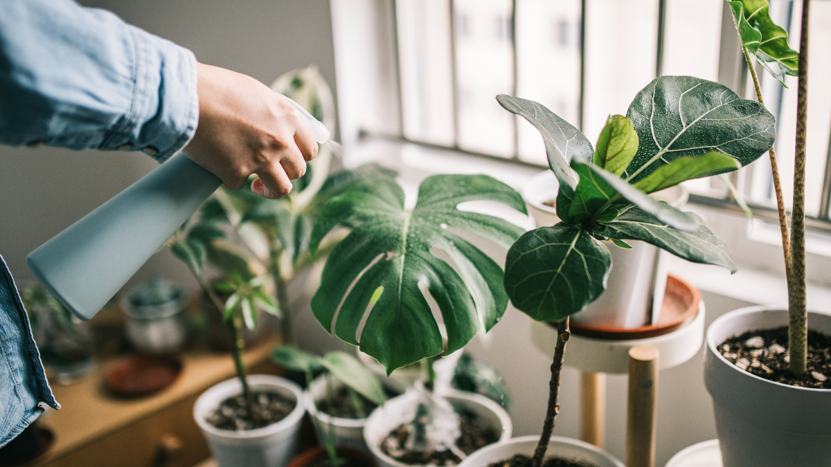 plantas