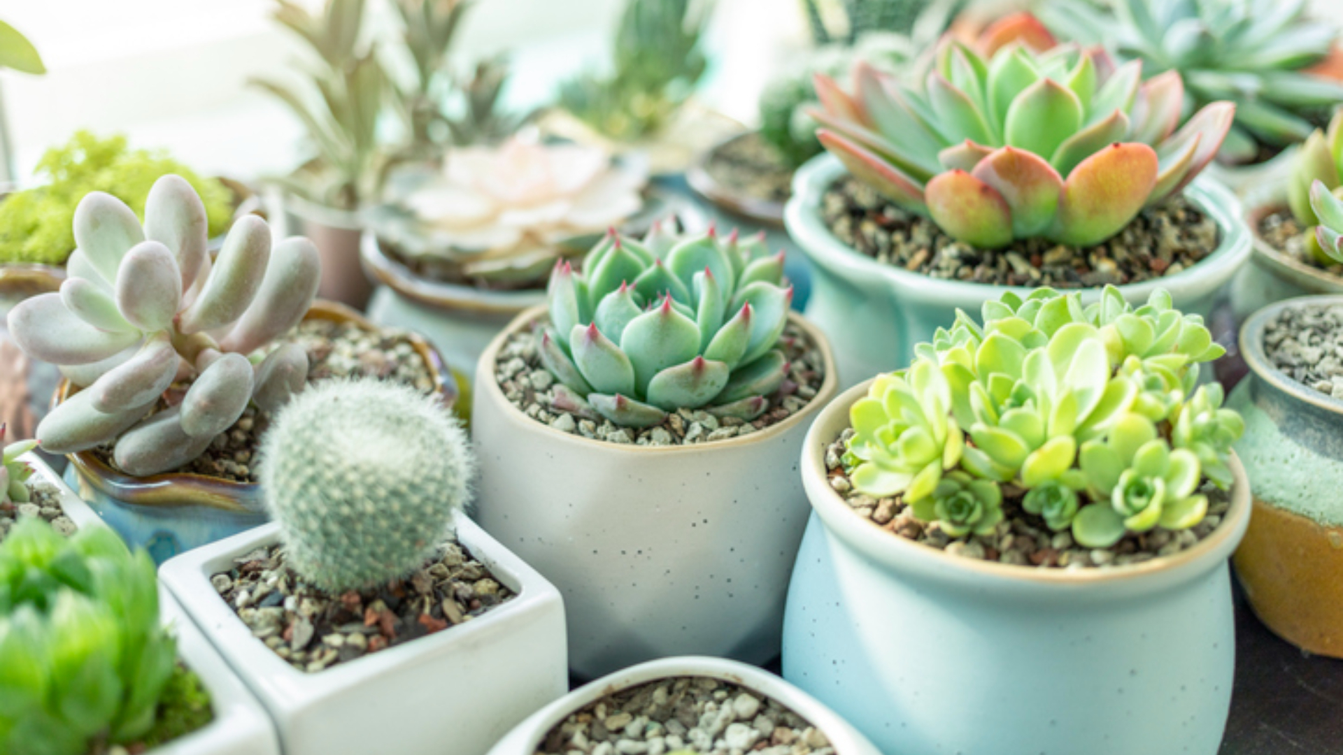 Plantas que sobrevivan al verano 2026