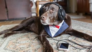 Perro escuchando música