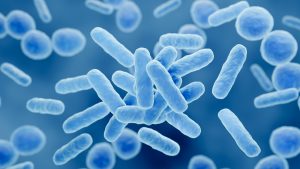 Bacteria come-carne