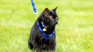 gato con arnés