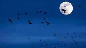Aves