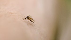 picadura insecto