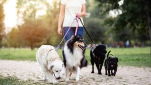 Cuidador de perros