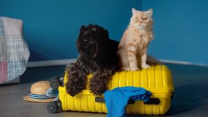 Viaje con mascotas