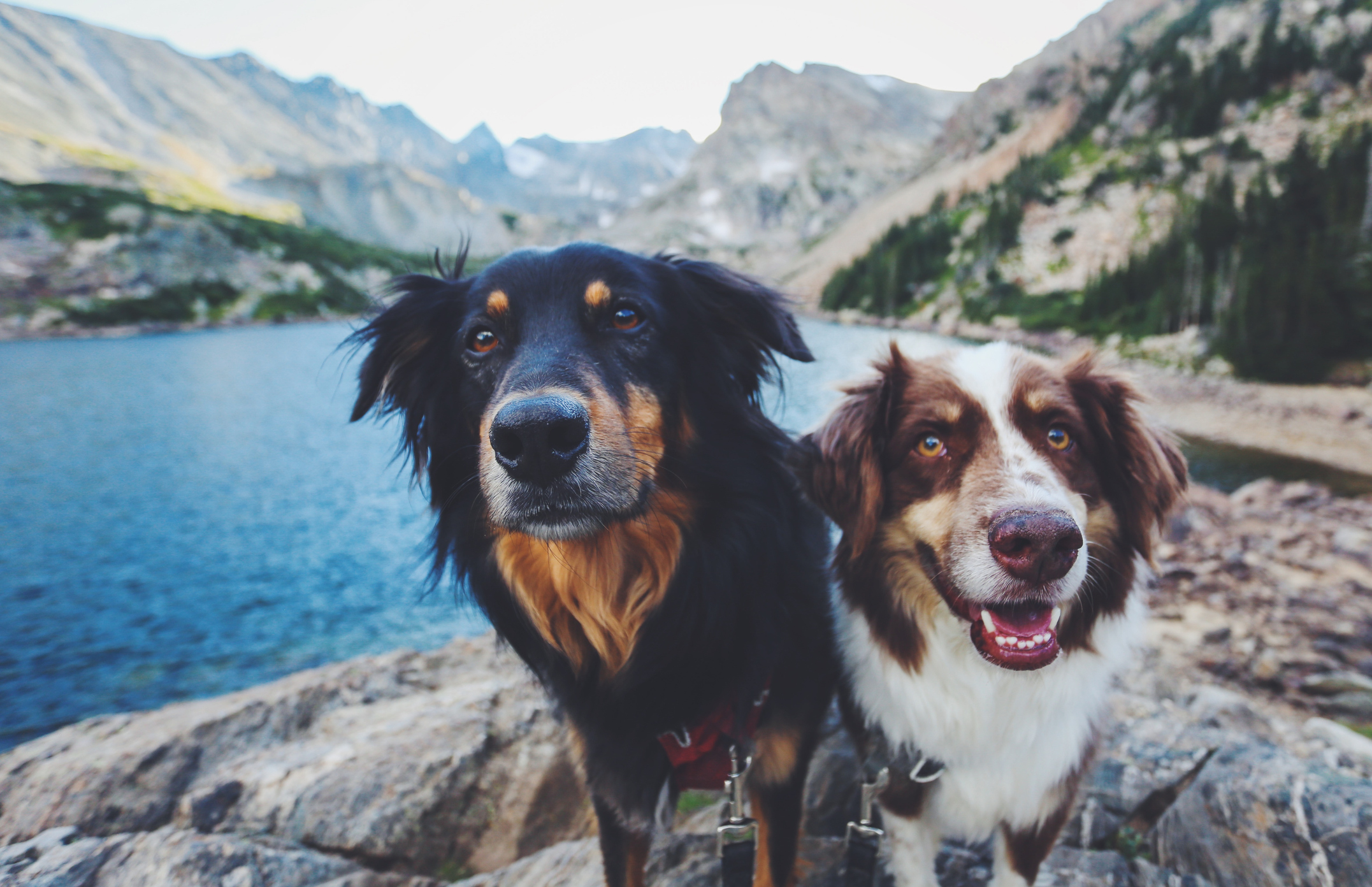 Perro en la montaña
