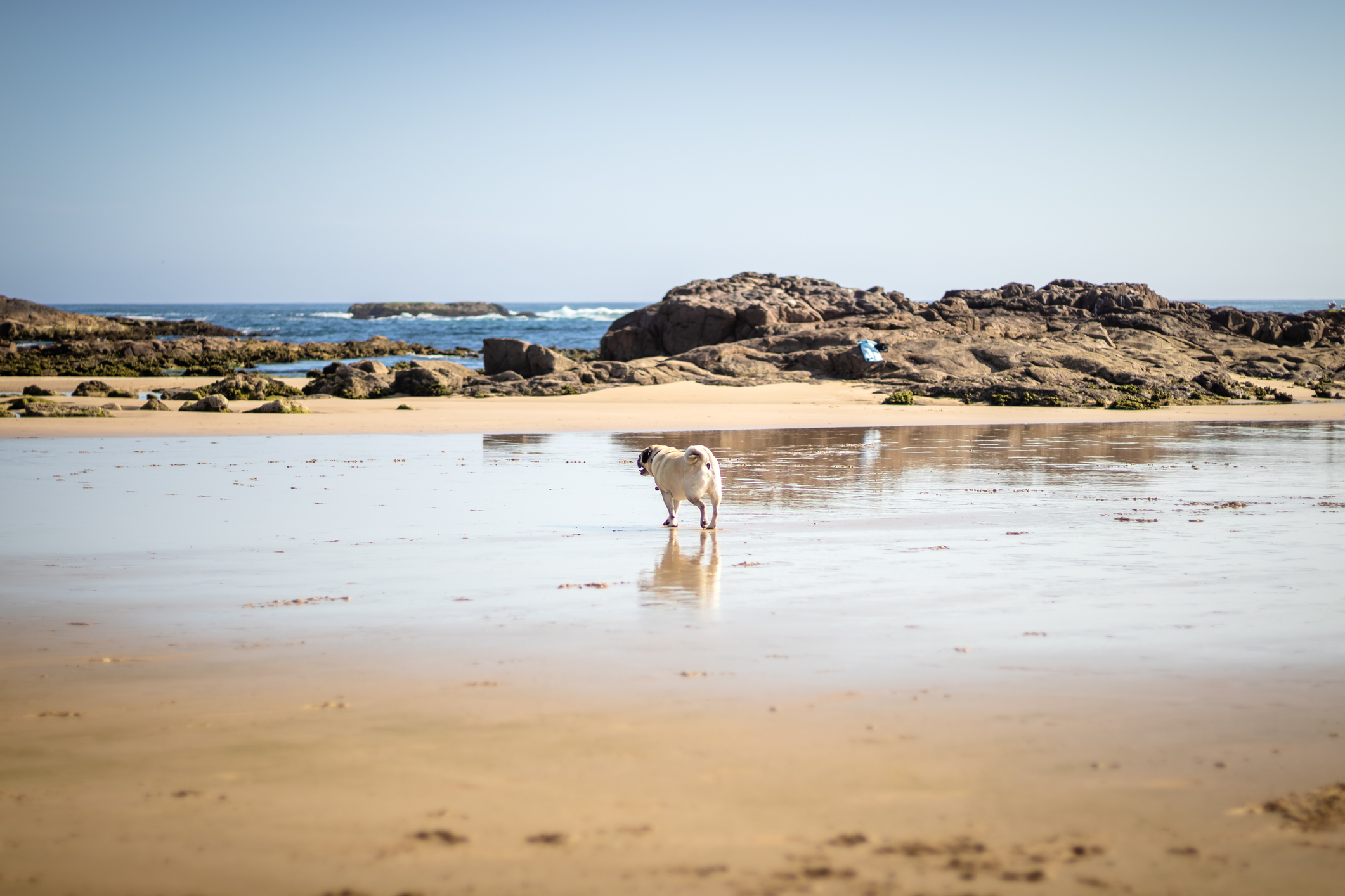 Perro en la playa