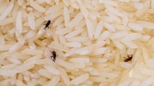 Gorgojos en arroz