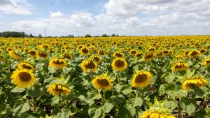 Girasoles