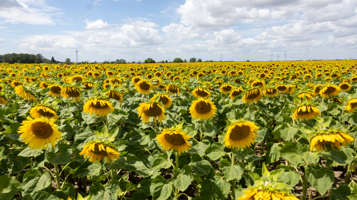 Girasoles