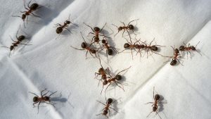 Hormigas
