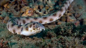 anguila