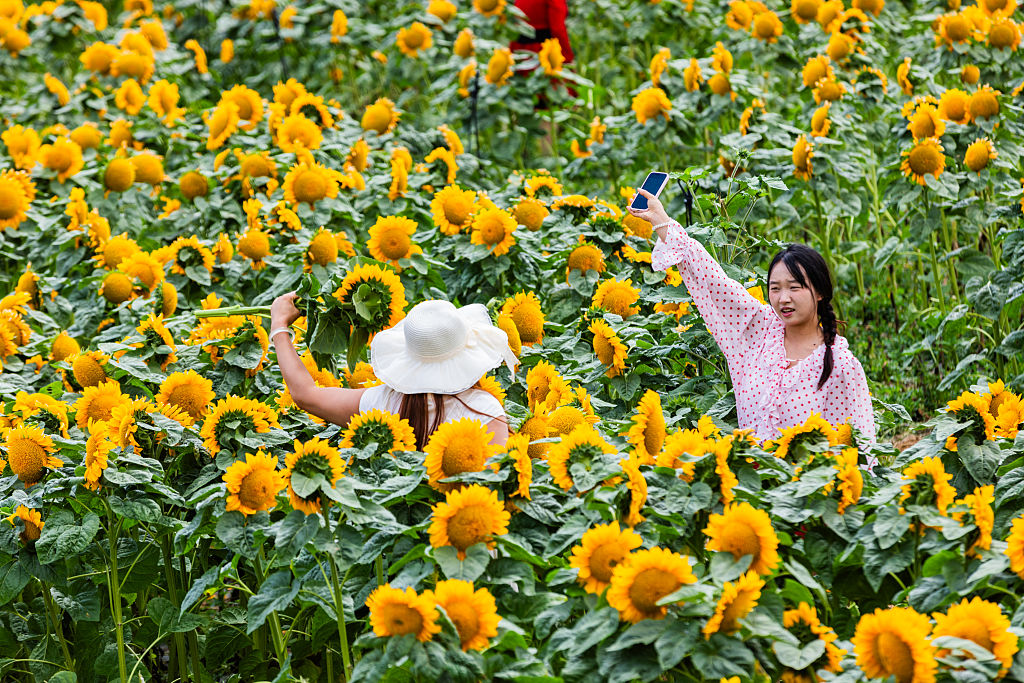 Girasoles