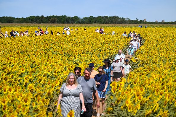Girasoles