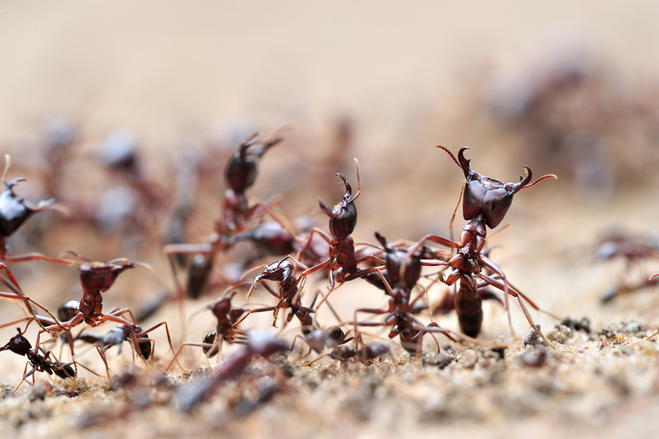 Hormigas